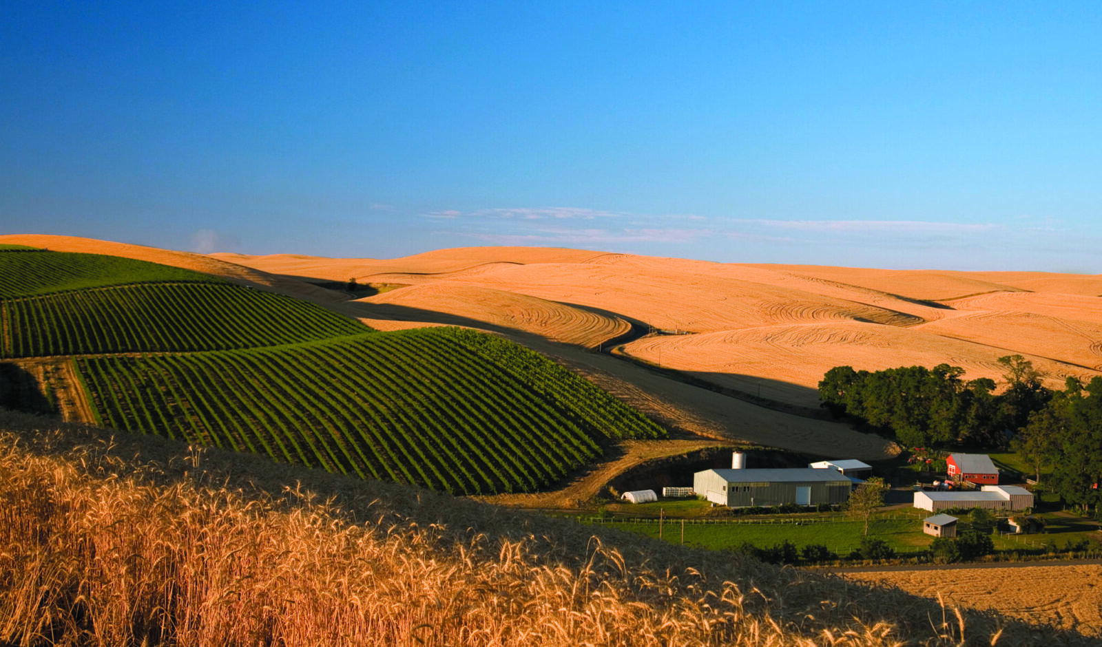 Spring Valley Vineyard featured at The Lodge at Columbia Point