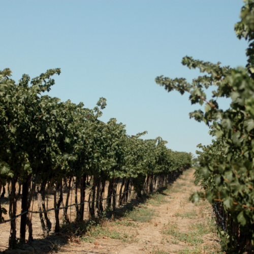 Two Mountain Winery