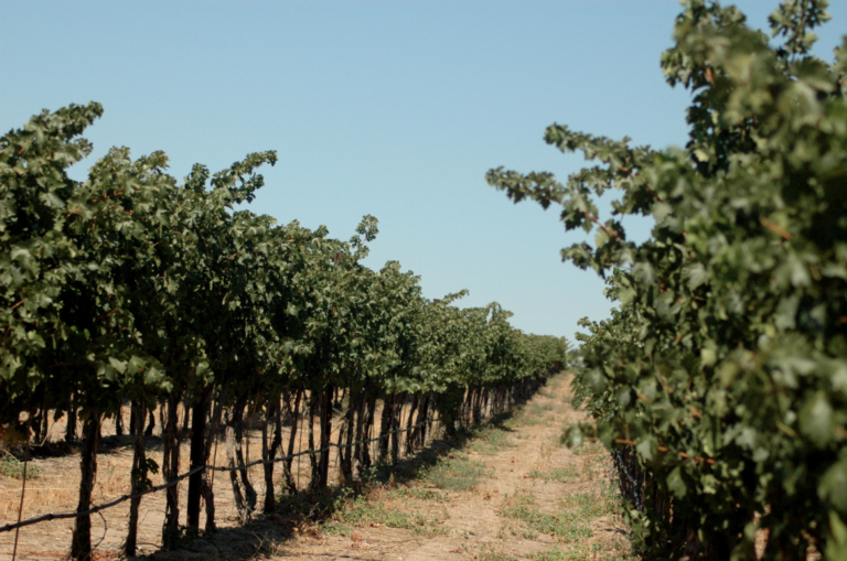 Two Mountain Winery