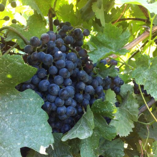 Powers Winery