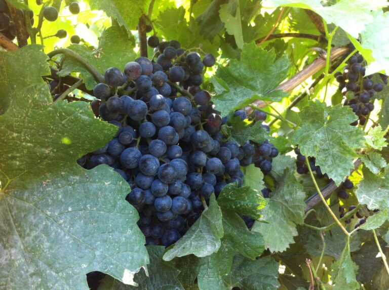 Powers Winery