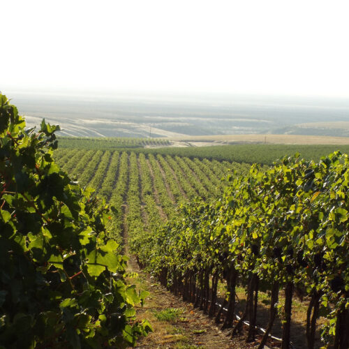 Coyote Canyon Winery
