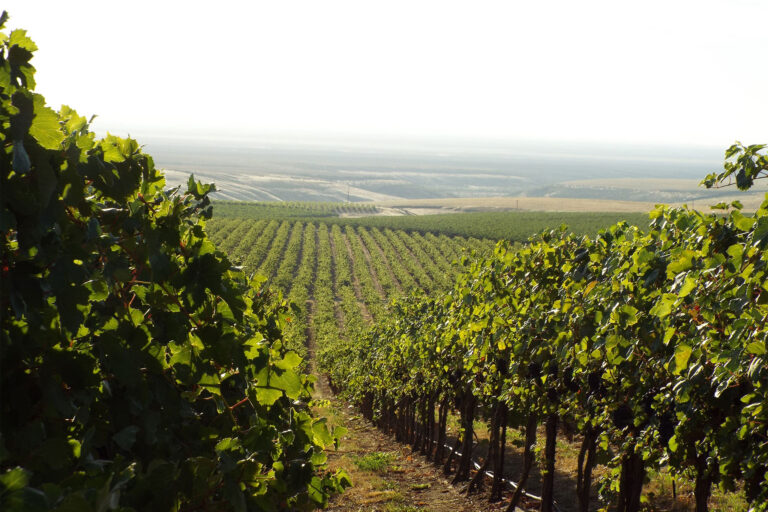Coyote Canyon Winery