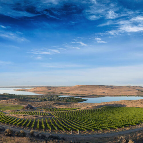 Mercer Wines