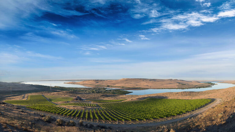 Mercer Wines
