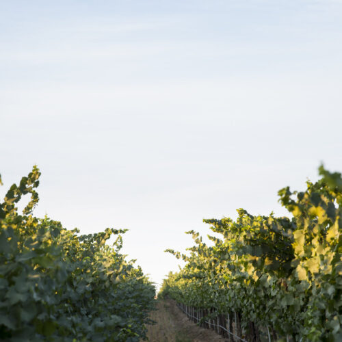 Goose Ridge Estate Vineyard & Winery