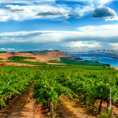 Sagemoor Vineyards