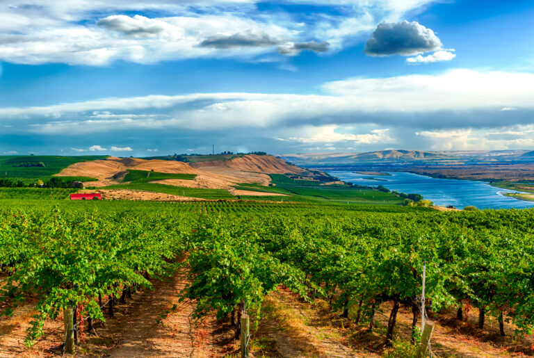 Sagemoor Vineyards