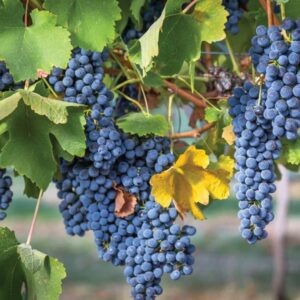 clearwater-canyon-cellars-grape