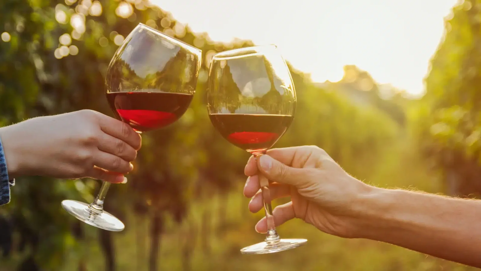 Tulip Lane Wine-Tasting Tour 